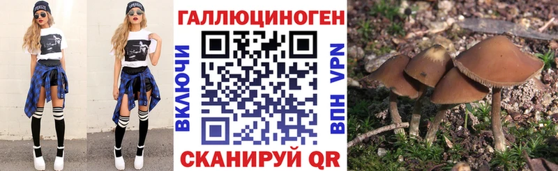 Галлюциногенные грибы Psilocybine cubensis Чебаркуль